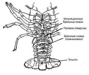 Самец речного рака
