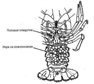 Самка речного рака